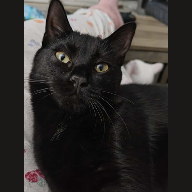 Photo of Knight