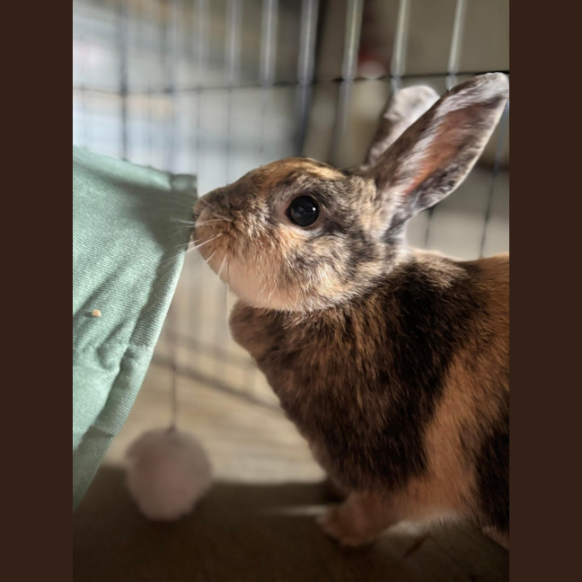 Photo of Mochi