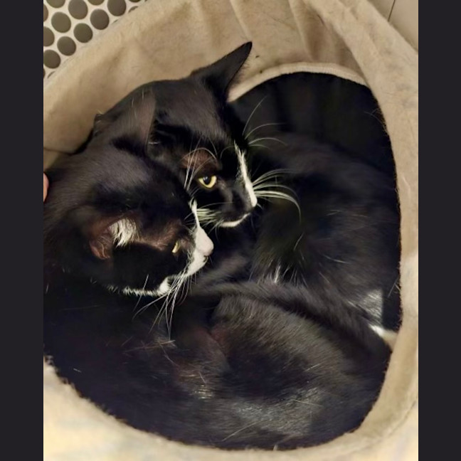 Photo of Mieka And Loki