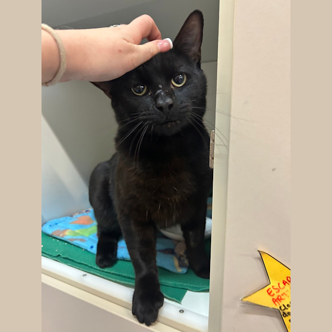 Photo of Gus Binx