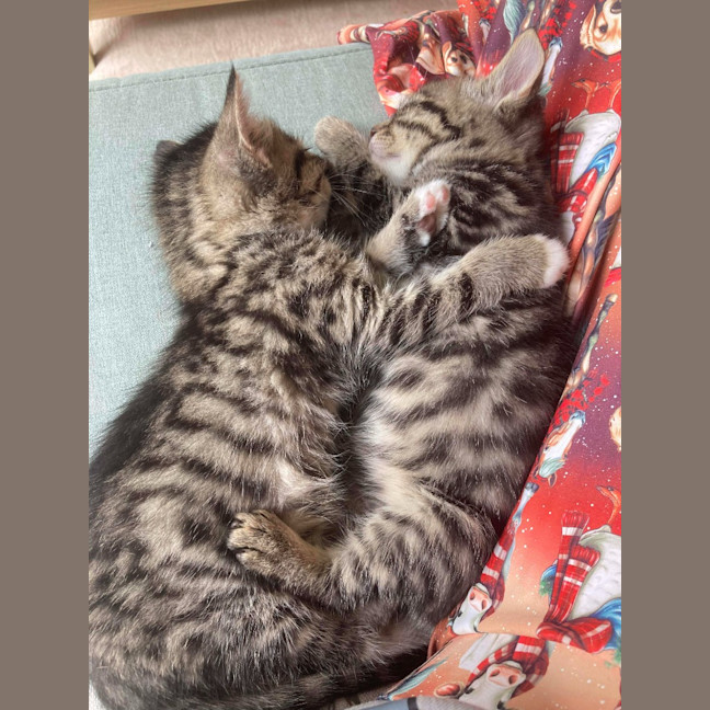 Photo of Camp Chair (Cc)