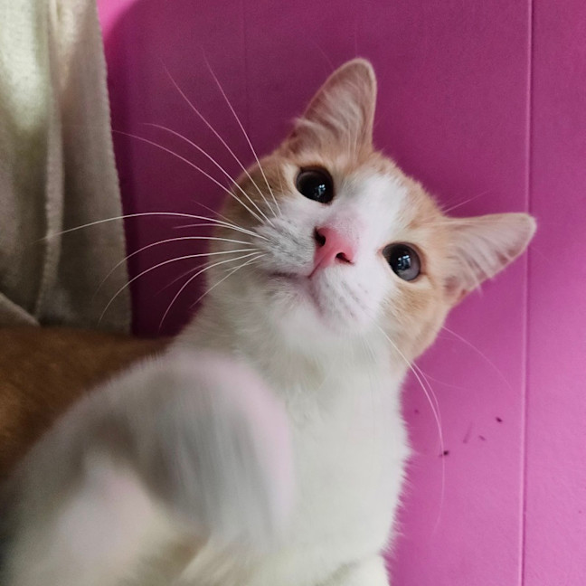 Photo of Little Jack