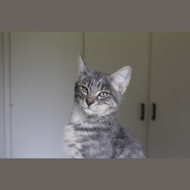 Photo of Possum
