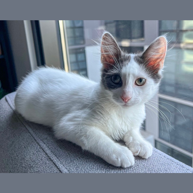 Photo of Maple & Misty 