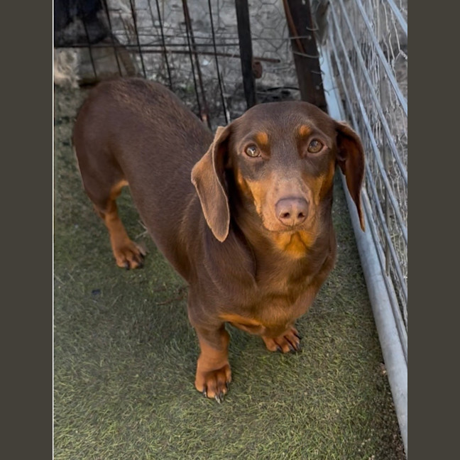 Photo of Ruby
