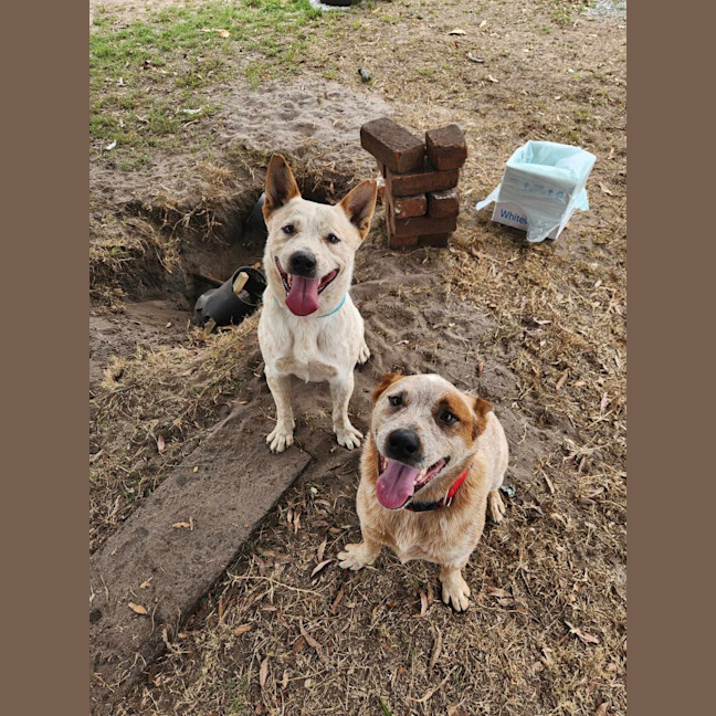 Photo of Jester & Maverick   2 & 3 Year Old Cattle X  Trial