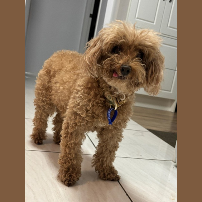 Photo of Yo Yo   13 Year Old Poodle (Trial)