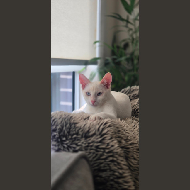 Photo of Bluey