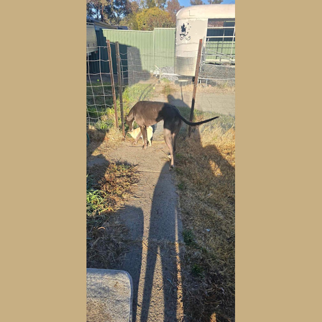 Photo of Sky The Greyhound 