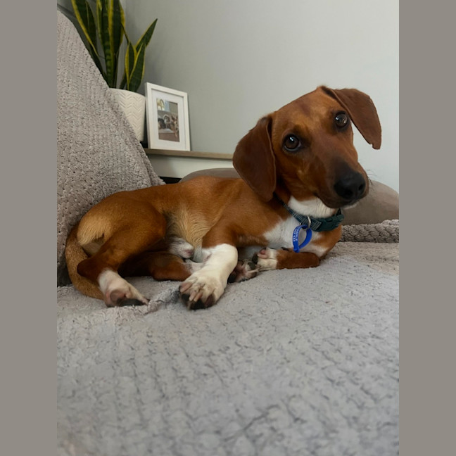 Photo of Harry   3 Year Old Dachshund X Jack Russell