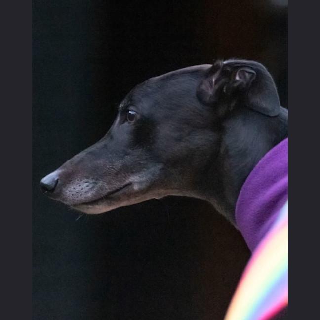Photo of Bear