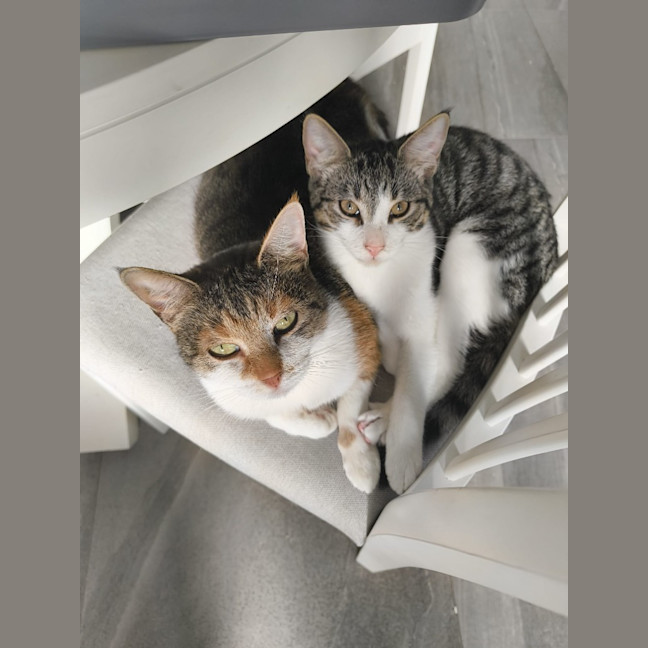 Photo of Purrtunia