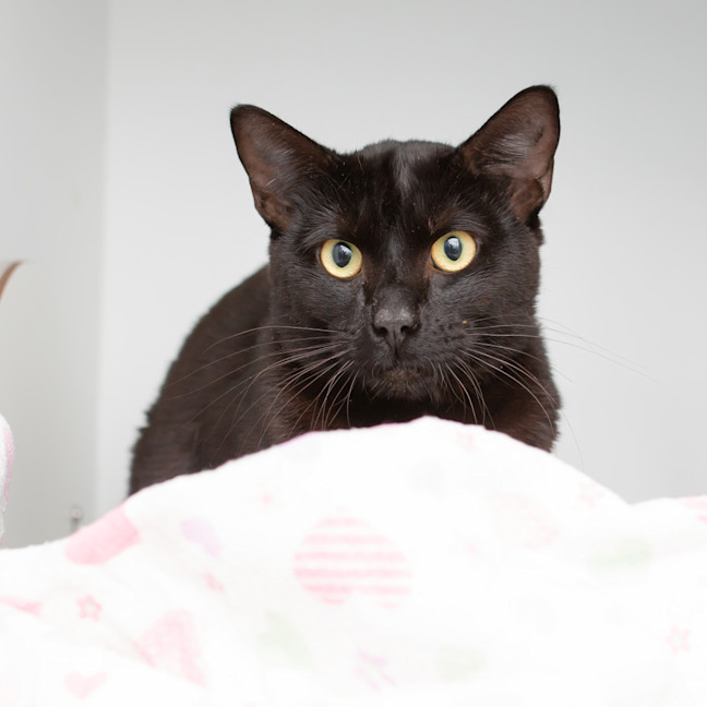 Photo of Zook (Bazooka)