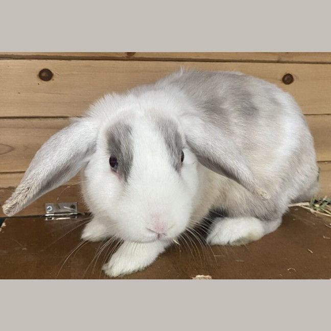 Photo of Tom Collins