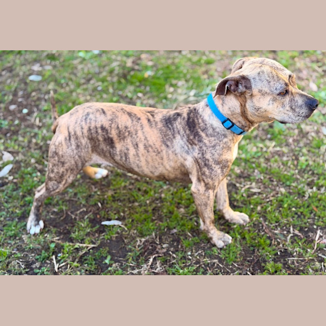 Photo of Sabre