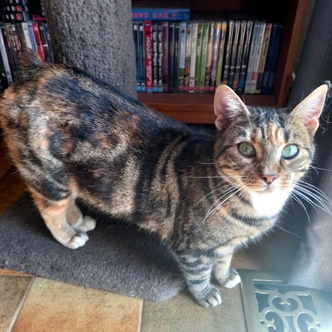 Photo of Nutmeg Sta012162