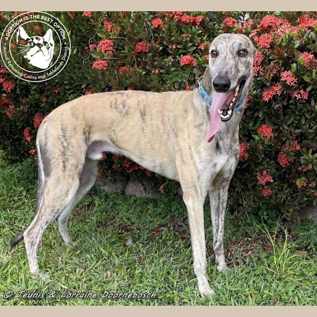 Photo of Tiger Racing Name Nyngan Tiger