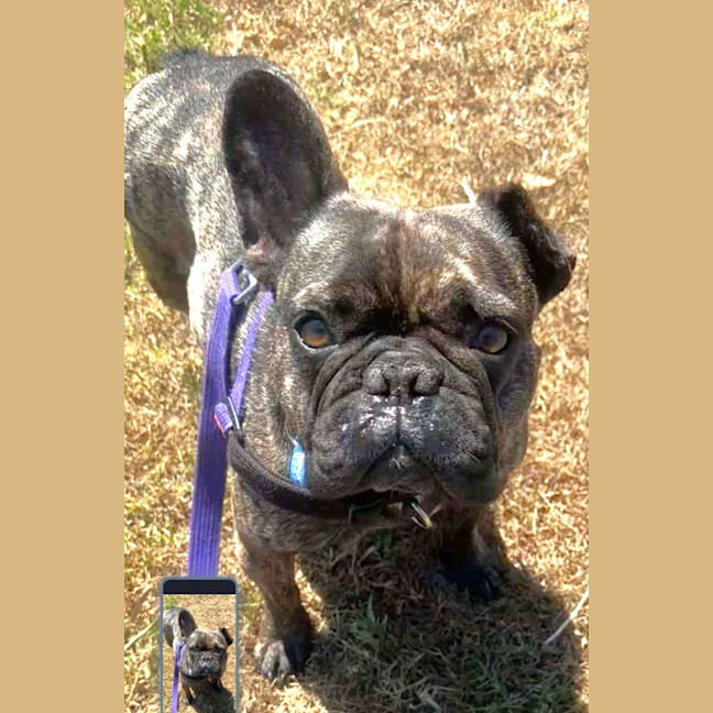 Photo of Harley Quinn