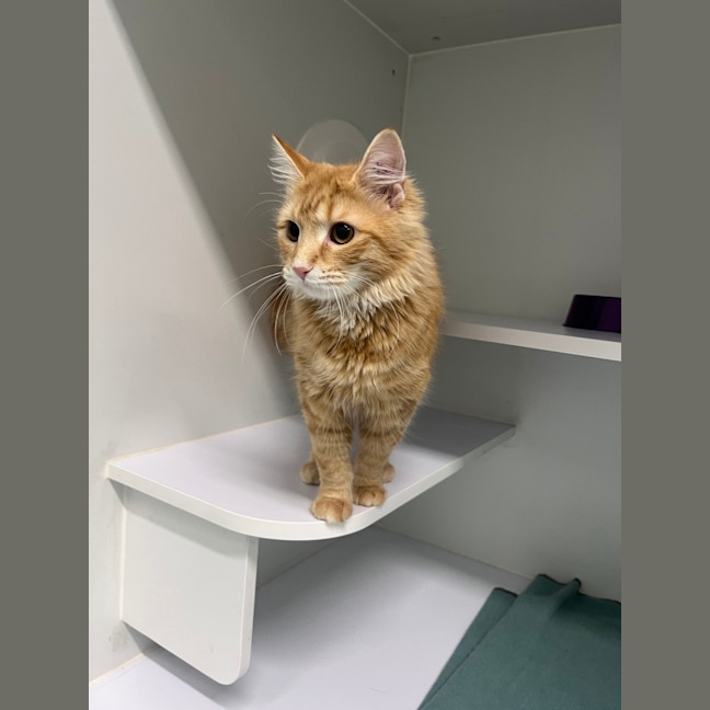 Photo of Peach
