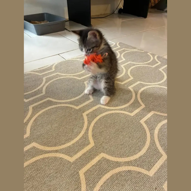 Photo of Bumble