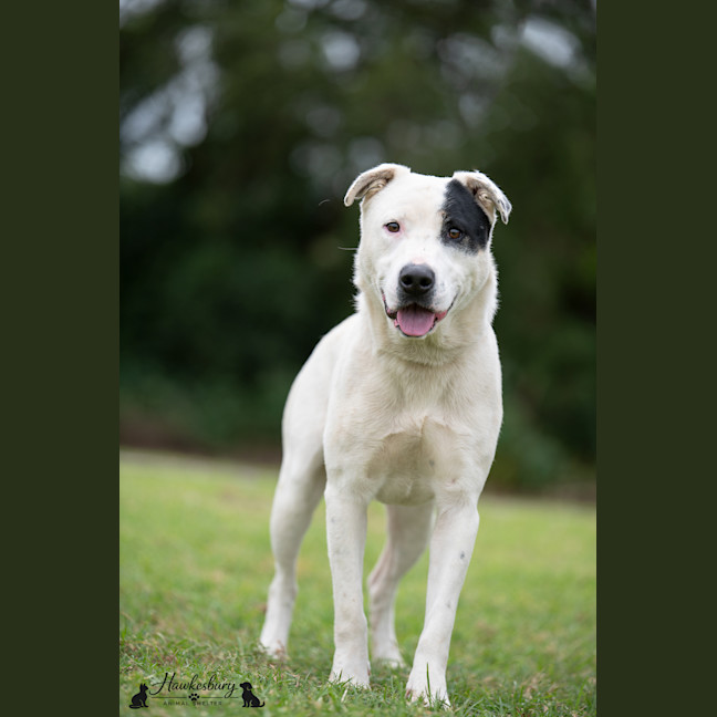 Photo of Pirate