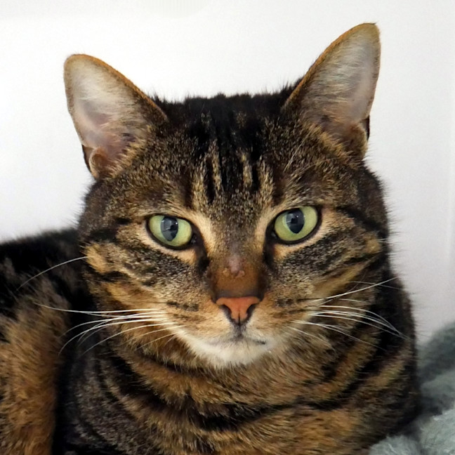 Photo of Lemmy Sta015494