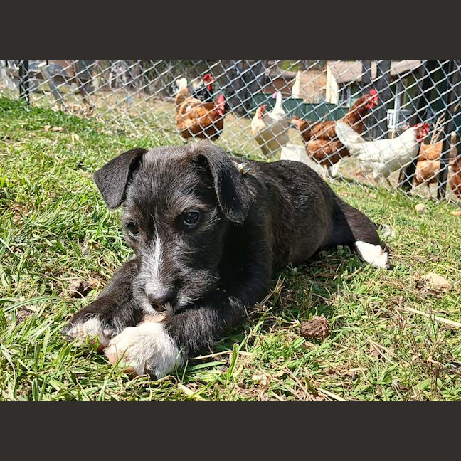 Photo of Freya