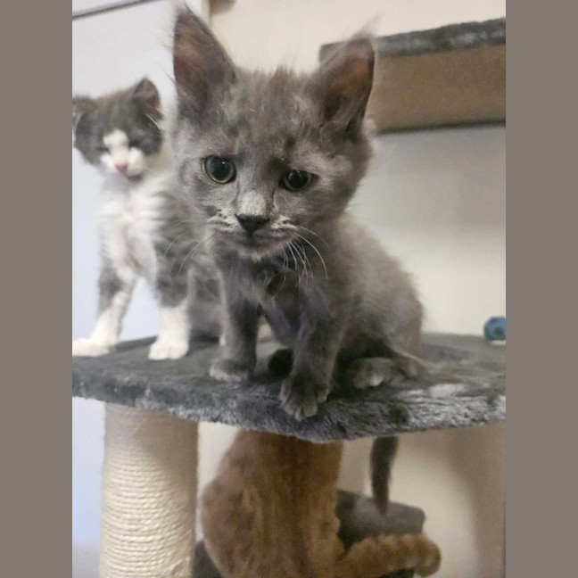 Photo of Mushi (Grey)