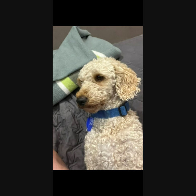 Photo of Harry   2‑Year‑Old Miniature Poodle