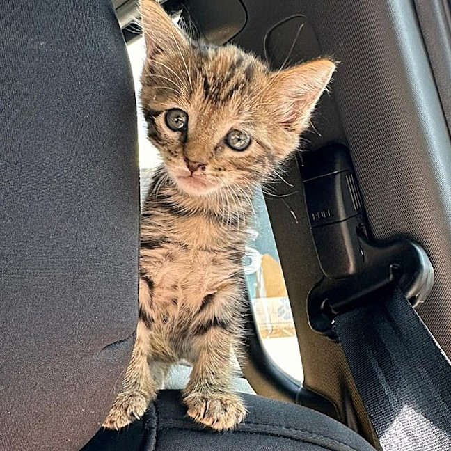 Photo of Queen Cleocatra