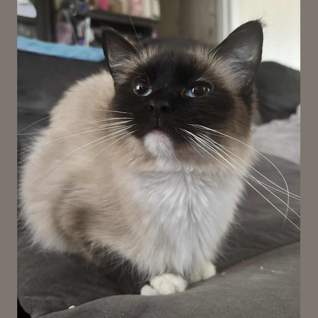 Photo of Serenity (Luna)