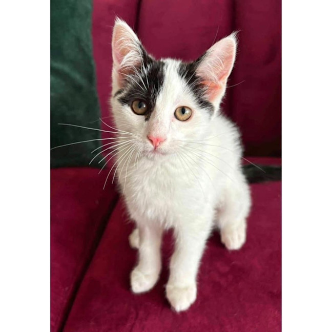 Photo of 11190   Whitney 