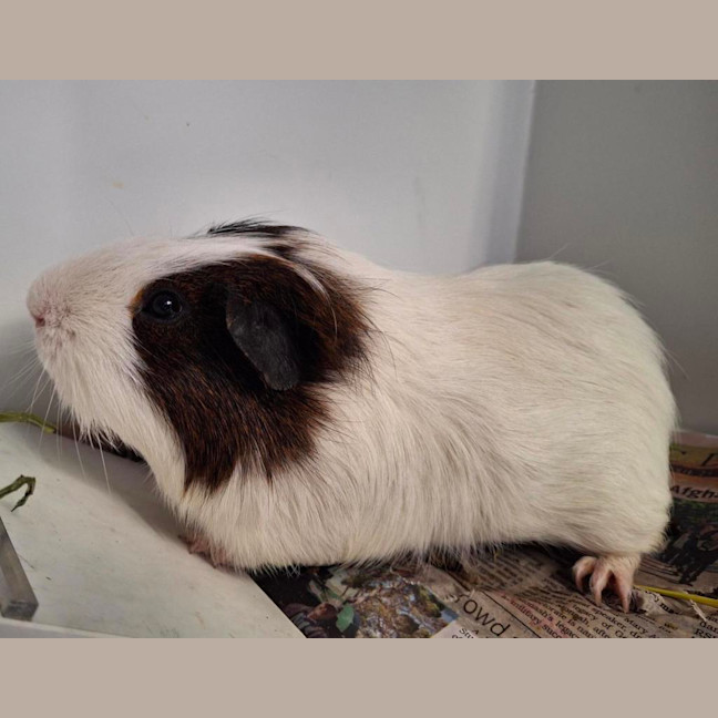 Photo of Mr Squiggles 