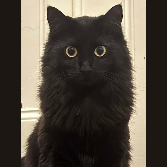 Photo of Luna