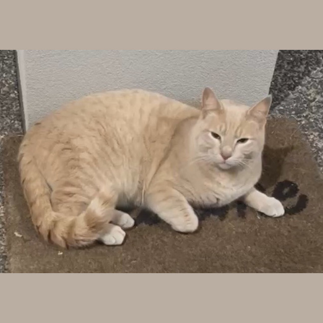 Photo of Geralt Of Purrera