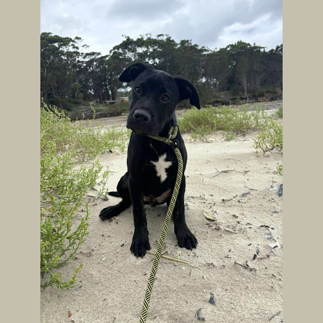Photo of Stitch