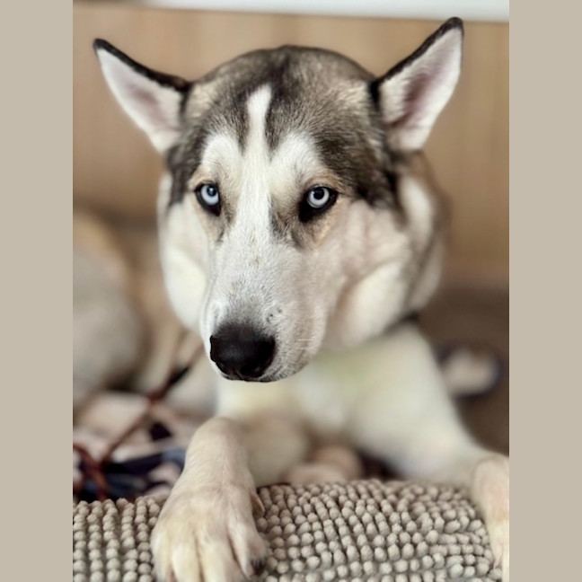 Photo of Halo   22 Month Old Husky