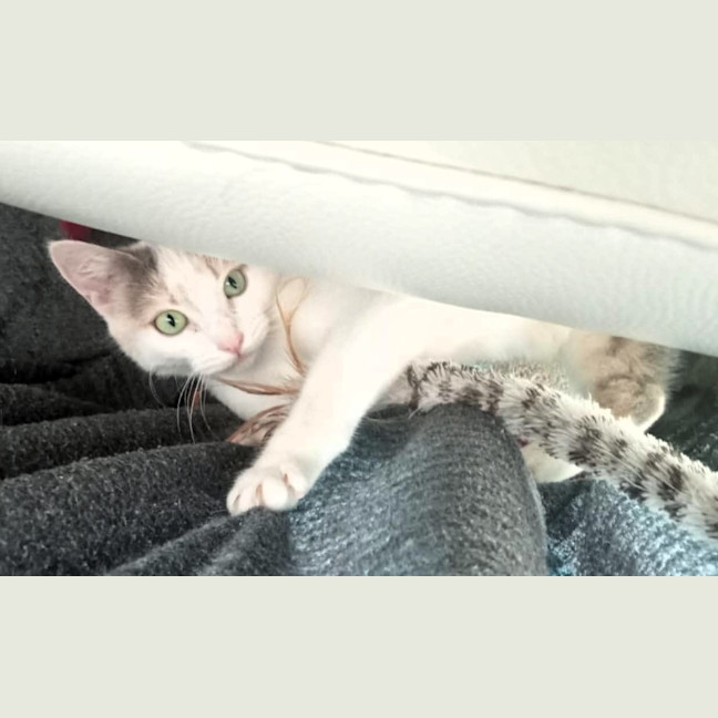 Photo of Tilly