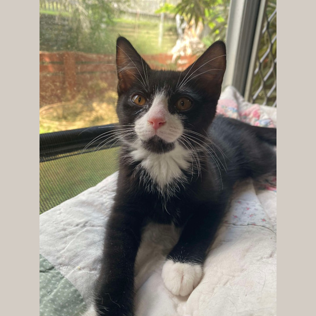 Photo of Willow (K41)