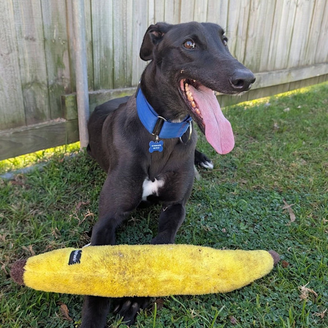 Photo of Crosby The Greyhound