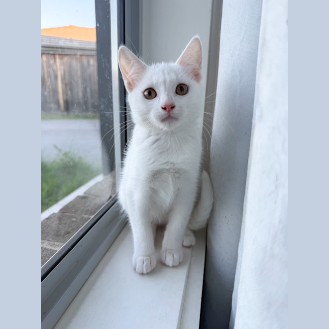 Photo of Soleil