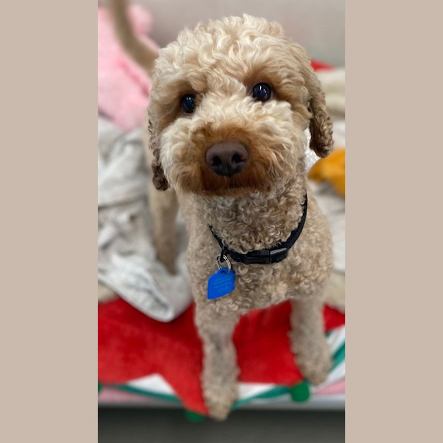 Photo of Taco