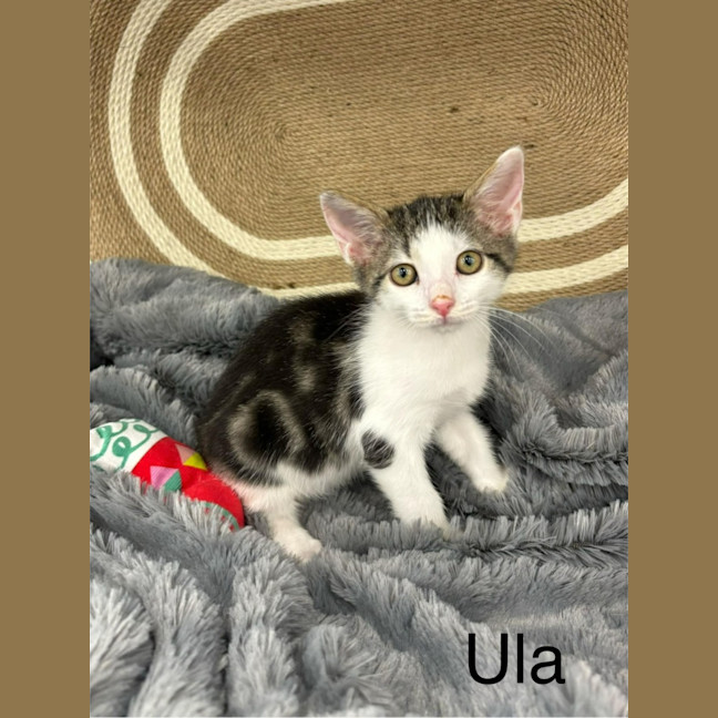 Photo of Ula