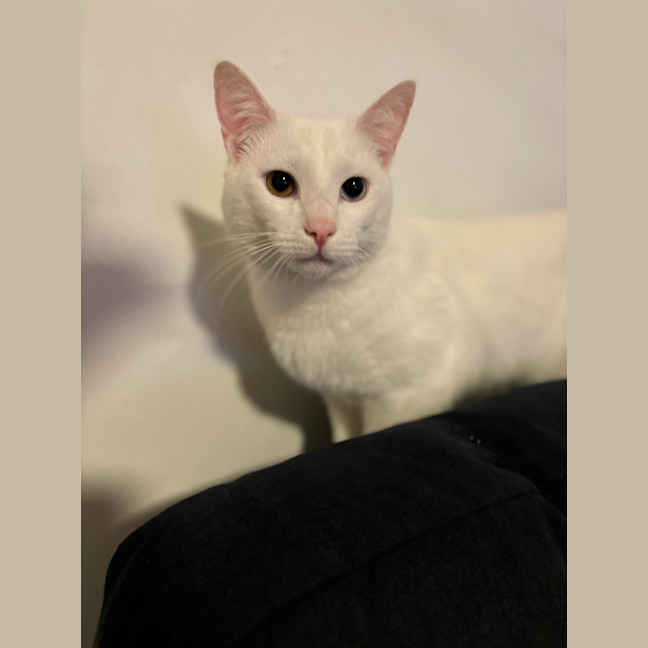 Photo of Blizzard