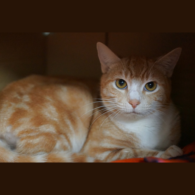 Photo of Oscar