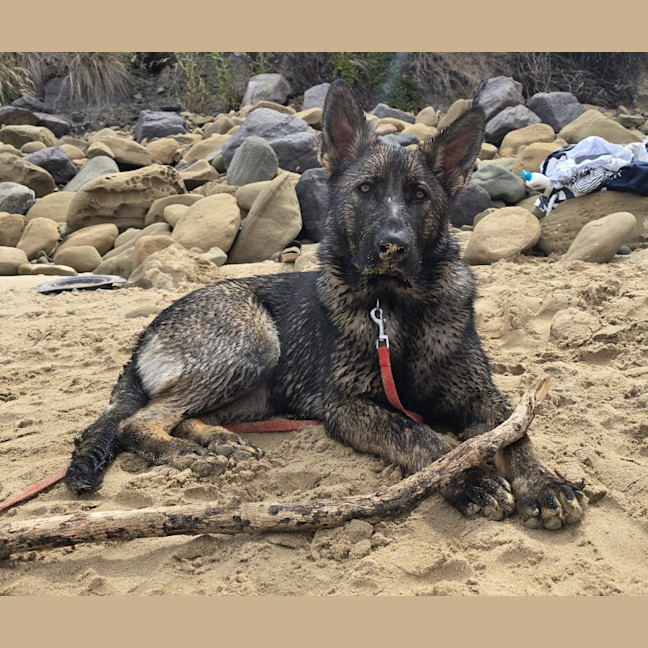 Photo of Lexi (67778)