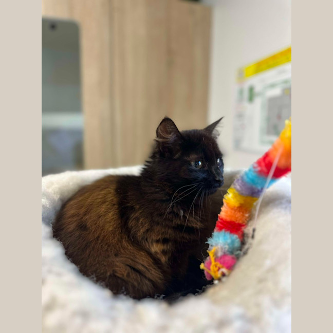 Photo of 🌱 Petunia 5628 🌱