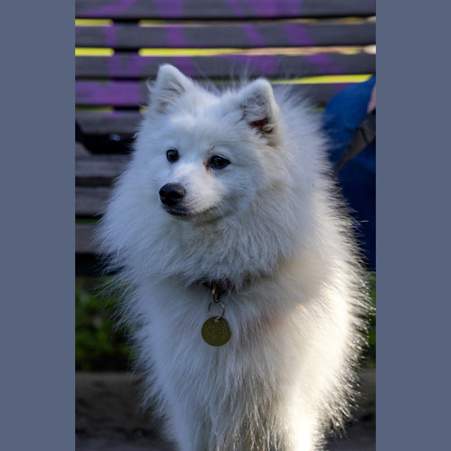 Photo of Tsuki