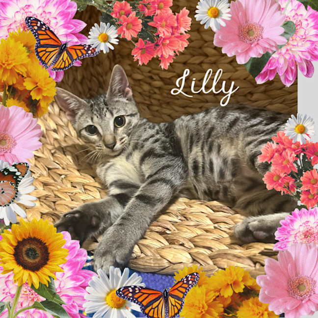 Photo of Lilly The Social Butterfly