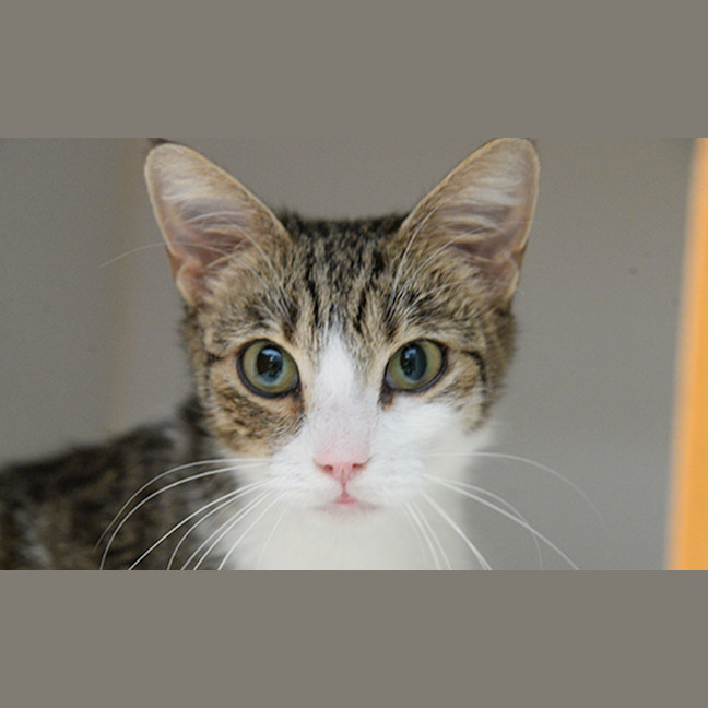 Photo of Papaya